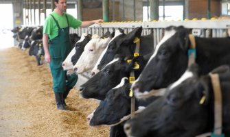 Unija stočara: Premije na mlijeko povećati za 10 centi
