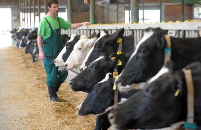 Unija stočara: Premije na mlijeko povećati za 10 centi