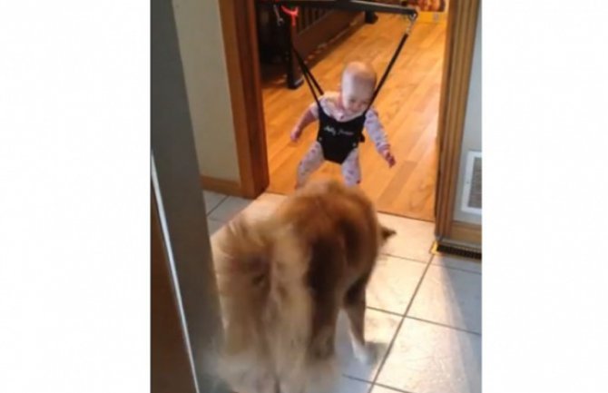 Pas uči dijete kako da skače(VIDEO)