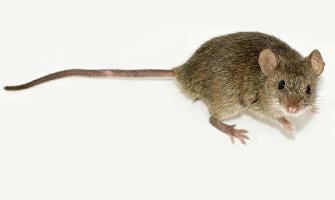 IZJ: Mišja groznica nije prenosiva bolest