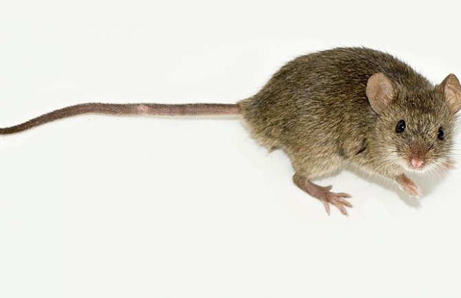 IZJ: Mišja groznica nije prenosiva bolest