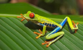 Sok od žaba - liječi impotenciju, bronhitis i astmu?