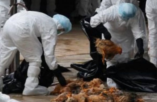 U Francuskoj ubijeno 2,9 miliona živine zbog ptičijeg gripa