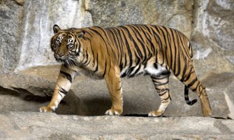 Tigar optužen za trostruko ubistvo i više napada na stoku ostatak života će provesti u zatočeništvu
