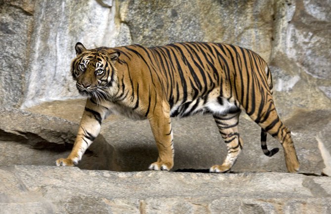 Tragali za njim DVIJE godine: Ubijen tigar koji je usmrtio 13 osoba u Indiji