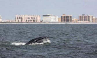 Sve više grbavih kitova se približava obalama Njujorka