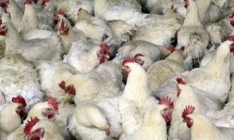 Kina registrovala prvi slučaj zaraze novog soja ptičijeg gripa