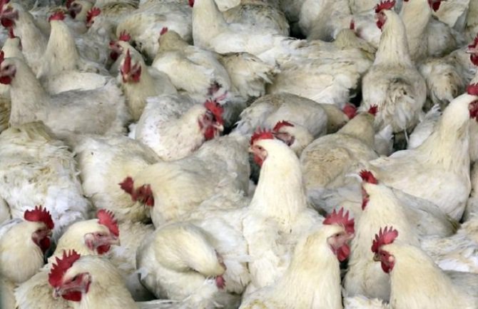 Kina registrovala prvi slučaj zaraze novog soja ptičijeg gripa