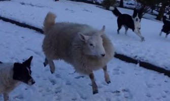 Kad ovca umisli da je pas!(VIDEO)
