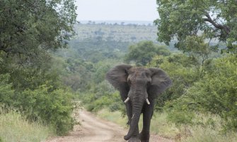 Nacionalni park Kruger, mjesto gdje možete vidjeti skoro sve vrste afričkih životinja