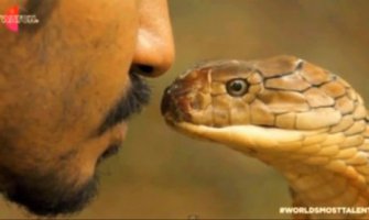 Poljubac kraljevske kobre: On hipnotiše najveće otrovnice (VIDEO)