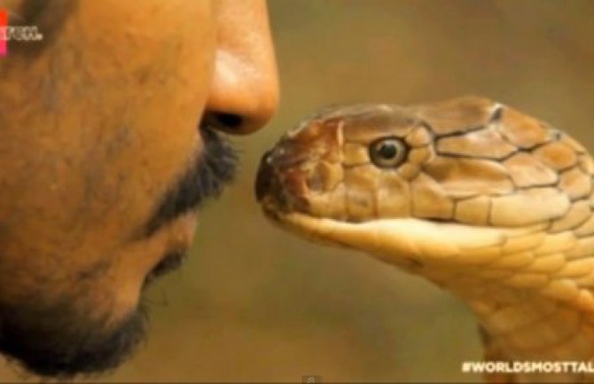 Poljubac kraljevske kobre: On hipnotiše najveće otrovnice (VIDEO)