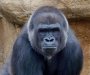 Zbog ubistva gorile muškarac iz Ugande osuđen na 11 godina zatvora