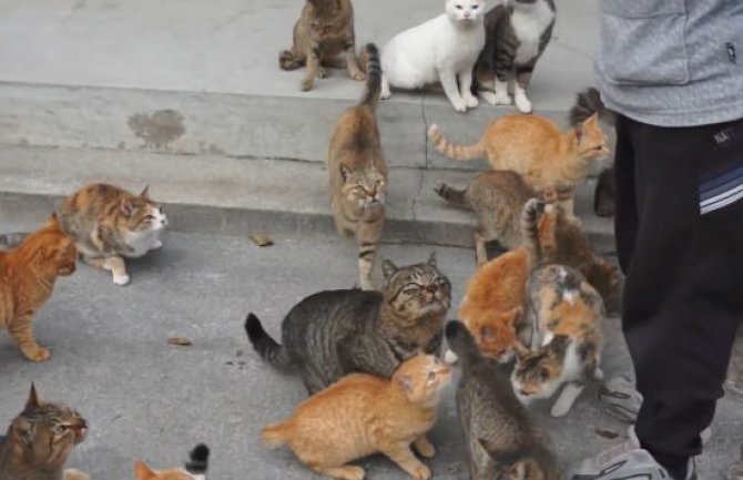 Ostrvo na kojem živi šest puta više mačaka nego ljudi (VIDEO)