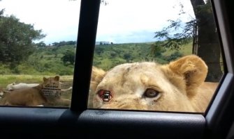 Lav otvorio vrata automobila tokom safarija (VIDEO)