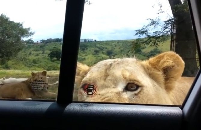 Lav otvorio vrata automobila tokom safarija (VIDEO)