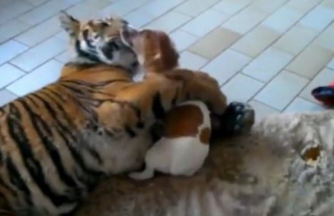 Neočekivano: Pogledajte susret tigra i psa (VIDEO)