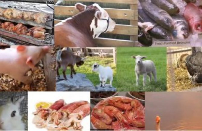  Evo koliko životinja pojedete u toku života (VIDEO)