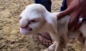 Rođeno jagnje sa ljudskim likom(VIDEO)