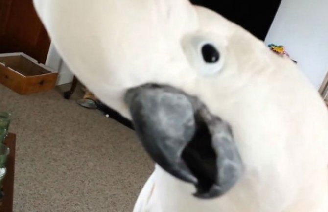 Pogledajte polemiku ovog simpatičnog papagaja sa svojim vlasnikom(VIDEO)
