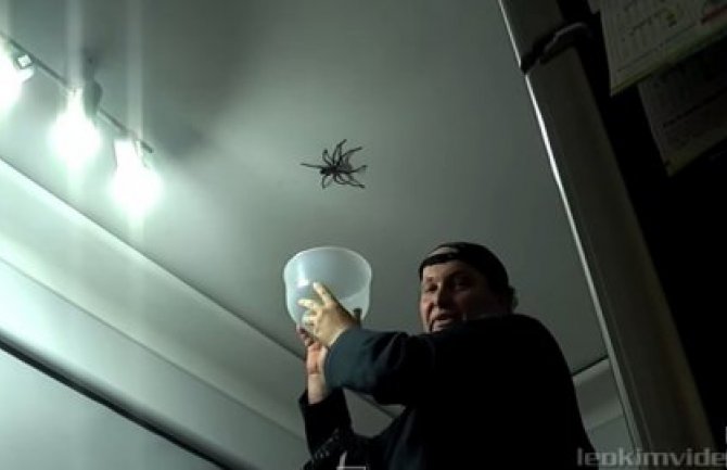 Ako se plašite paukova, bolje ne gledajte ovaj video snimak! (VIDEO)