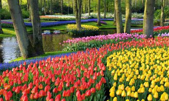 Cvjetni vrt Evrope: Keukenhof(FOTO)