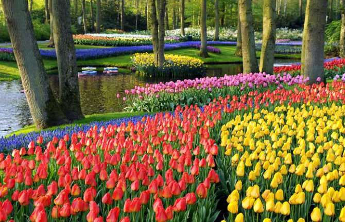 Cvjetni vrt Evrope: Keukenhof(FOTO)
