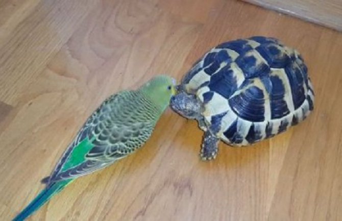 Pogledajte kako  kornjača i papagaj plešu (Video)