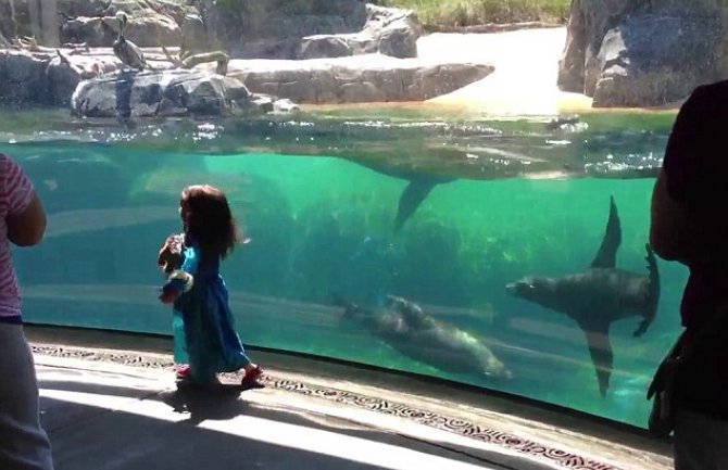 Djevojčica se igrala sa morskim lavom i pala. Pogledajte njegovu reakciju! (VIDEO)