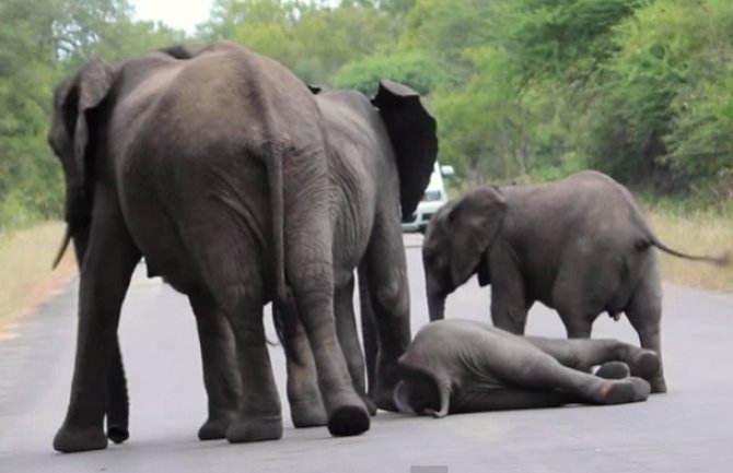 Slonovi nikada ne ostavljaju svoje(VIDEO)