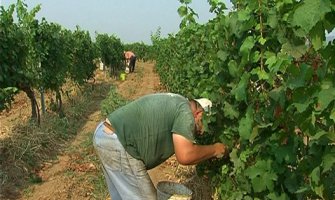 Za berbu grožđa fali 900 radnika, Plantaže zovu i sezonce iz regiona