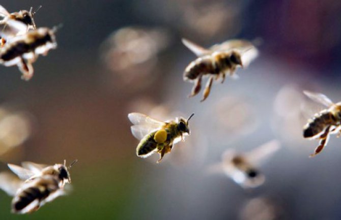 Nezaposlenima starosti od 18 do 30 godina šansa da započnu posao u oblasti pčelarstva