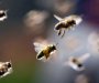 Koncept ničega: Pčele shvataju ono što djeca ne mogu