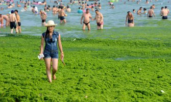 Zelene alge preplavile kineske plaže, naučnici nemaju objašnjenje (FOTO)