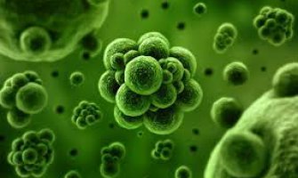 Globalno se širi nova vrsta bakterije koja 