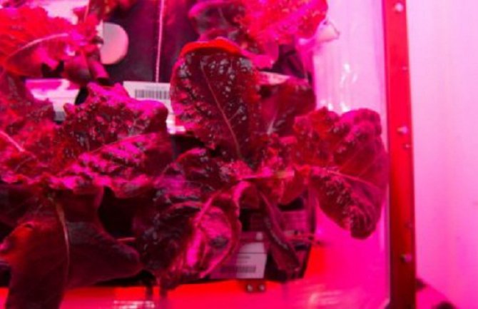 Astronauti danas po prvi put jedu biljku uzgojenu van zemlje (VIDEO)