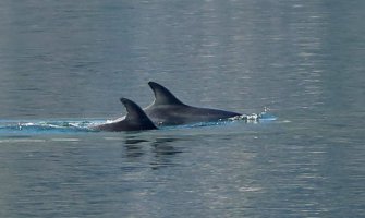 Delfini ponovo u posjeti Boki (VIDEO)