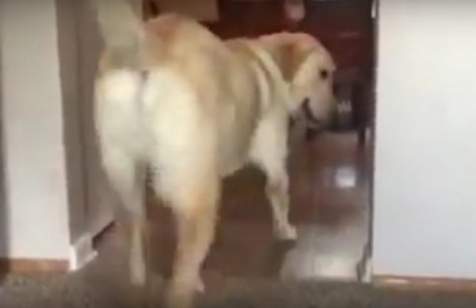 Ovaj pas ima strah od tepiha i spreman je da ga savlada (VIDEO)