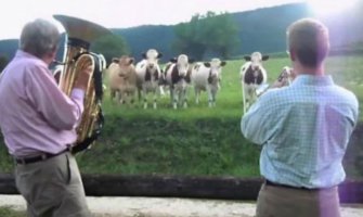 Pogledajte kako krave reaguju na džez (VIDEO)