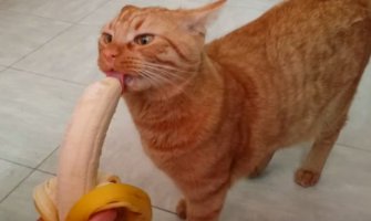Ova maca ima specifičan ukus, obožava banane!(VIDEO)