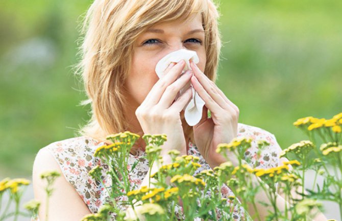 Ublažite simptome alergije na polen ambrozije