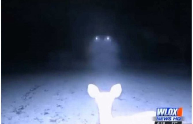 Kamera postavljena u šumi snimila vanzemaljce? (VIDEO)