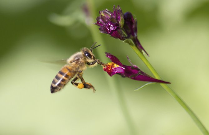 Roj pčela odložio let aviona: Prijateljska grupa htjela da porazgovaramo