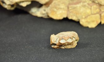  Naučnici otkrili fosil kornjače koja je izumrla prije 76 miliona godina