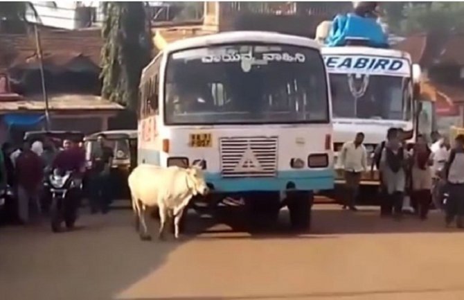 Nevjerovatno: Ova krava svaki dan zaustavlja autobus koji joj je ubio tele (VIDEO)