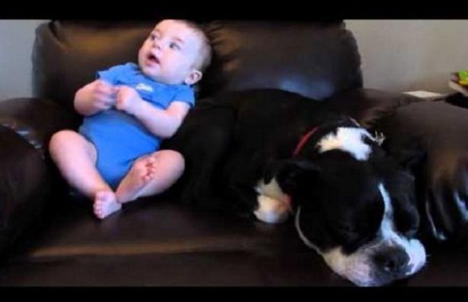 Beba napunila gaće, a reakcija psa će vas nasmijati do suza (Video)