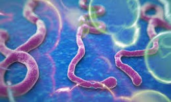 Virus ebole prenosi se kao gripa ili HIV