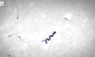STERILITETU je došao kraj: Napravljeni roboti koji vode spermatozoide do jajne ćelije (VIDEO)