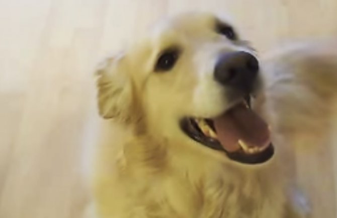 Rekao je psu da očisti sobu, pogledajte šta je uradio(VIDEO)