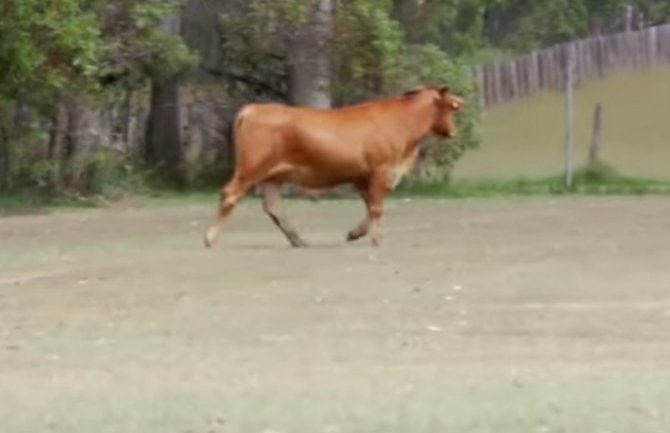 Pomahnitala krava jurila fudbalere po terenu (Video)
